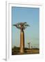 Madagascar, Morondava, Baobab Alley, View on Adansonia Grandidieri-Anthony Asael-Framed Photographic Print