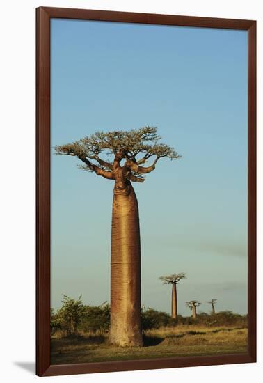 Madagascar, Morondava, Baobab Alley, View on Adansonia Grandidieri-Anthony Asael-Framed Photographic Print