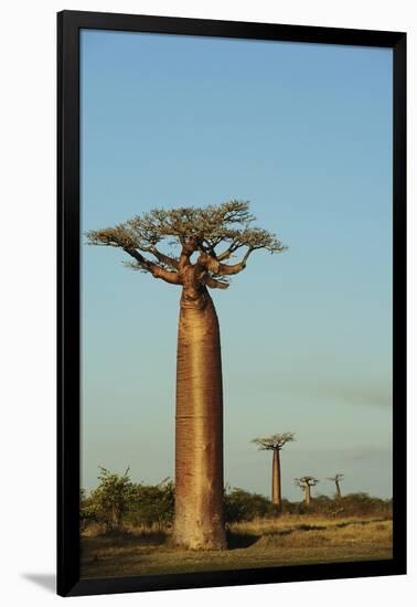 Madagascar, Morondava, Baobab Alley, View on Adansonia Grandidieri-Anthony Asael-Framed Photographic Print