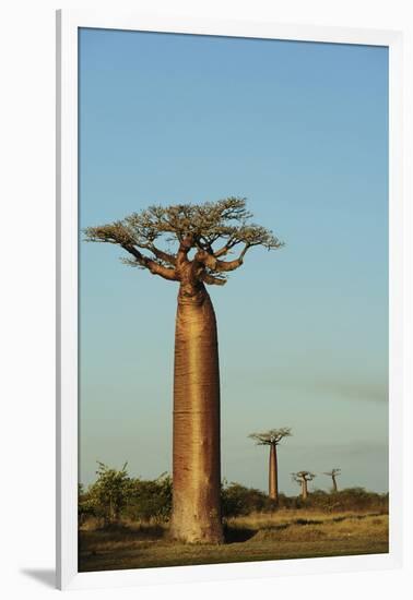 Madagascar, Morondava, Baobab Alley, View on Adansonia Grandidieri-Anthony Asael-Framed Premium Photographic Print