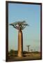 Madagascar, Morondava, Baobab Alley, View on Adansonia Grandidieri-Anthony Asael-Framed Premium Photographic Print