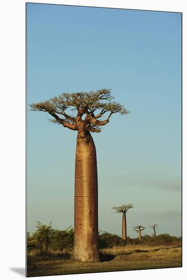 Madagascar, Morondava, Baobab Alley, View on Adansonia Grandidieri-Anthony Asael-Mounted Premium Photographic Print