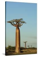 Madagascar, Morondava, Baobab Alley, View on Adansonia Grandidieri-Anthony Asael-Stretched Canvas