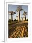 Madagascar, Morondava, Baobab Alley, View on Adansonia Grandidieri-Anthony Asael-Framed Photographic Print