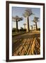 Madagascar, Morondava, Baobab Alley, View on Adansonia Grandidieri-Anthony Asael-Framed Photographic Print