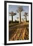 Madagascar, Morondava, Baobab Alley, View on Adansonia Grandidieri-Anthony Asael-Framed Photographic Print