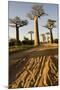 Madagascar, Morondava, Baobab Alley, View on Adansonia Grandidieri-Anthony Asael-Mounted Photographic Print