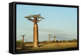 Madagascar, Morondava, Baobab Alley, View on Adansonia Grandidieri-Anthony Asael-Framed Stretched Canvas