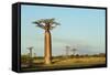 Madagascar, Morondava, Baobab Alley, View on Adansonia Grandidieri-Anthony Asael-Framed Stretched Canvas