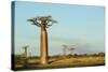 Madagascar, Morondava, Baobab Alley, View on Adansonia Grandidieri-Anthony Asael-Stretched Canvas