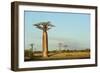 Madagascar, Morondava, Baobab Alley, View on Adansonia Grandidieri-Anthony Asael-Framed Photographic Print