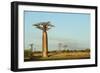 Madagascar, Morondava, Baobab Alley, View on Adansonia Grandidieri-Anthony Asael-Framed Photographic Print