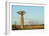 Madagascar, Morondava, Baobab Alley, View on Adansonia Grandidieri-Anthony Asael-Framed Photographic Print