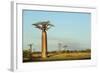 Madagascar, Morondava, Baobab Alley, View on Adansonia Grandidieri-Anthony Asael-Framed Photographic Print