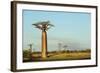 Madagascar, Morondava, Baobab Alley, View on Adansonia Grandidieri-Anthony Asael-Framed Photographic Print