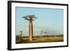 Madagascar, Morondava, Baobab Alley, View on Adansonia Grandidieri-Anthony Asael-Framed Photographic Print