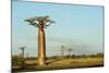 Madagascar, Morondava, Baobab Alley, View on Adansonia Grandidieri-Anthony Asael-Mounted Photographic Print