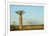 Madagascar, Morondava, Baobab Alley, View on Adansonia Grandidieri-Anthony Asael-Framed Photographic Print