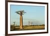 Madagascar, Morondava, Baobab Alley, View on Adansonia Grandidieri-Anthony Asael-Framed Photographic Print