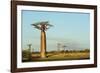 Madagascar, Morondava, Baobab Alley, View on Adansonia Grandidieri-Anthony Asael-Framed Photographic Print