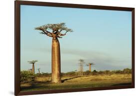 Madagascar, Morondava, Baobab Alley, View on Adansonia Grandidieri-Anthony Asael-Framed Photographic Print