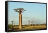 Madagascar, Morondava, Baobab Alley, View on Adansonia Grandidieri-Anthony Asael-Framed Stretched Canvas