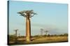 Madagascar, Morondava, Baobab Alley, View on Adansonia Grandidieri-Anthony Asael-Stretched Canvas