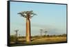 Madagascar, Morondava, Baobab Alley, View on Adansonia Grandidieri-Anthony Asael-Framed Stretched Canvas