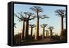 Madagascar, Morondava, Baobab Alley, View on Adansonia Grandidieri-Anthony Asael-Framed Stretched Canvas