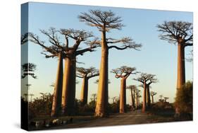 Madagascar, Morondava, Baobab Alley, View on Adansonia Grandidieri-Anthony Asael-Stretched Canvas