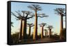 Madagascar, Morondava, Baobab Alley, View on Adansonia Grandidieri-Anthony Asael-Framed Stretched Canvas