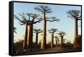 Madagascar, Morondava, Baobab Alley, View on Adansonia Grandidieri-Anthony Asael-Framed Stretched Canvas