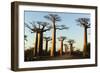 Madagascar, Morondava, Baobab Alley, View on Adansonia Grandidieri-Anthony Asael-Framed Photographic Print