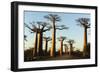 Madagascar, Morondava, Baobab Alley, View on Adansonia Grandidieri-Anthony Asael-Framed Photographic Print