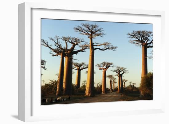 Madagascar, Morondava, Baobab Alley, View on Adansonia Grandidieri-Anthony Asael-Framed Photographic Print