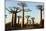 Madagascar, Morondava, Baobab Alley, View on Adansonia Grandidieri-Anthony Asael-Mounted Photographic Print