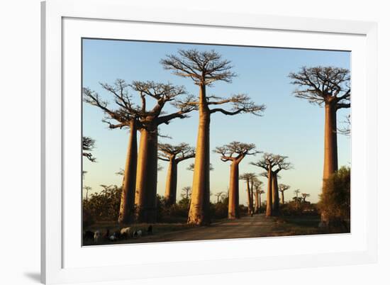 Madagascar, Morondava, Baobab Alley, View on Adansonia Grandidieri-Anthony Asael-Framed Photographic Print