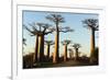 Madagascar, Morondava, Baobab Alley, View on Adansonia Grandidieri-Anthony Asael-Framed Photographic Print