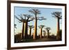 Madagascar, Morondava, Baobab Alley, View on Adansonia Grandidieri-Anthony Asael-Framed Photographic Print