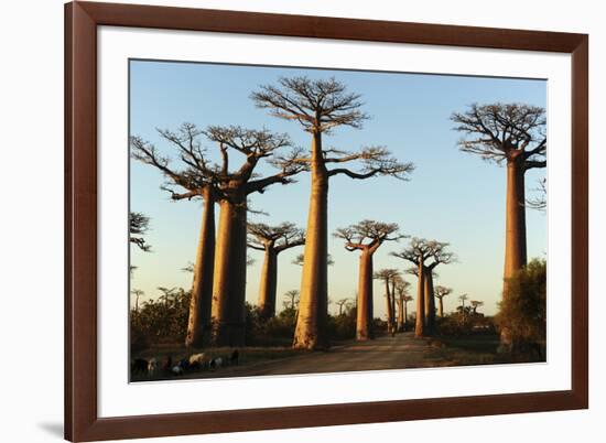 Madagascar, Morondava, Baobab Alley, View on Adansonia Grandidieri-Anthony Asael-Framed Photographic Print