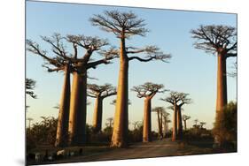 Madagascar, Morondava, Baobab Alley, View on Adansonia Grandidieri-Anthony Asael-Mounted Photographic Print