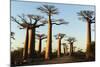 Madagascar, Morondava, Baobab Alley, View on Adansonia Grandidieri-Anthony Asael-Mounted Photographic Print