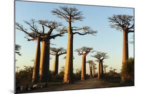 Madagascar, Morondava, Baobab Alley, View on Adansonia Grandidieri-Anthony Asael-Mounted Photographic Print