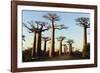 Madagascar, Morondava, Baobab Alley, View on Adansonia Grandidieri-Anthony Asael-Framed Photographic Print