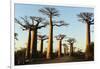 Madagascar, Morondava, Baobab Alley, View on Adansonia Grandidieri-Anthony Asael-Framed Photographic Print