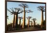 Madagascar, Morondava, Baobab Alley, View on Adansonia Grandidieri-Anthony Asael-Framed Photographic Print