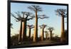 Madagascar, Morondava, Baobab Alley, View on Adansonia Grandidieri-Anthony Asael-Framed Photographic Print