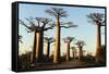 Madagascar, Morondava, Baobab Alley, View on Adansonia Grandidieri-Anthony Asael-Framed Stretched Canvas