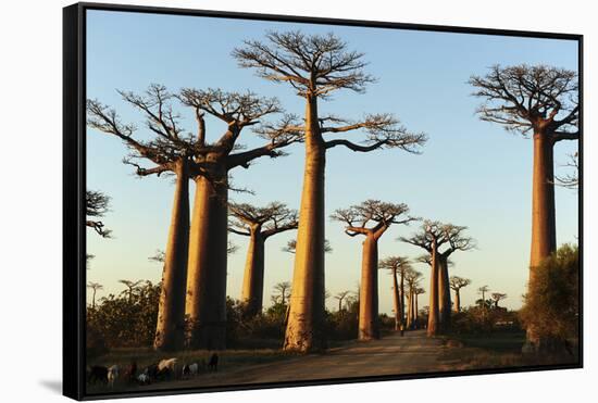 Madagascar, Morondava, Baobab Alley, View on Adansonia Grandidieri-Anthony Asael-Framed Stretched Canvas