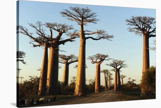 Madagascar, Morondava, Baobab Alley, View on Adansonia Grandidieri-Anthony Asael-Stretched Canvas